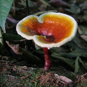 Bienfaits du Reishi