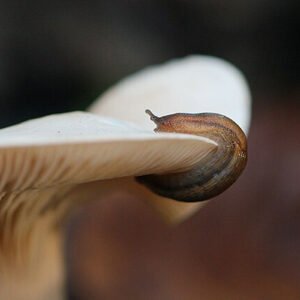 limace qui mange un champignon commons.wikimedia.org