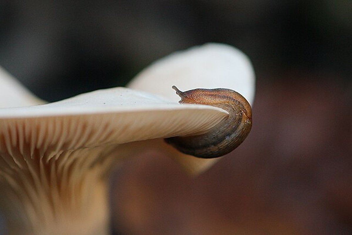 limace qui mange un champignon