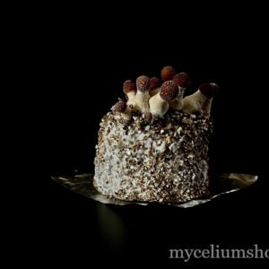 jeune champignons qui poussent sur cake pf tek