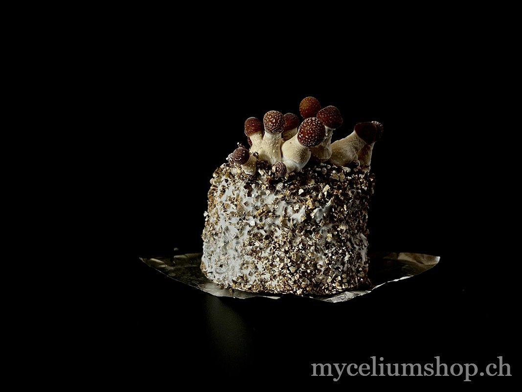 jeunes champignons qui poussent sur cake pf tek