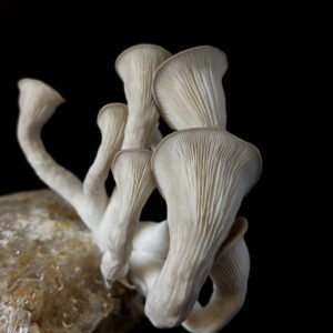 pleurote gris prête à être récoltée