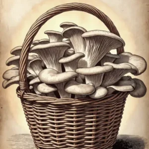 illustration de la récolte des champignons, panier en osier contenant une grappe de pleurote