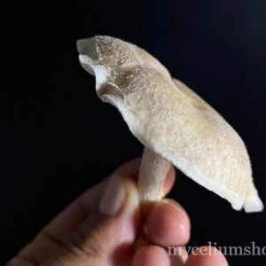 Shiitake frais tenu à la main, chapeau et lames visibles