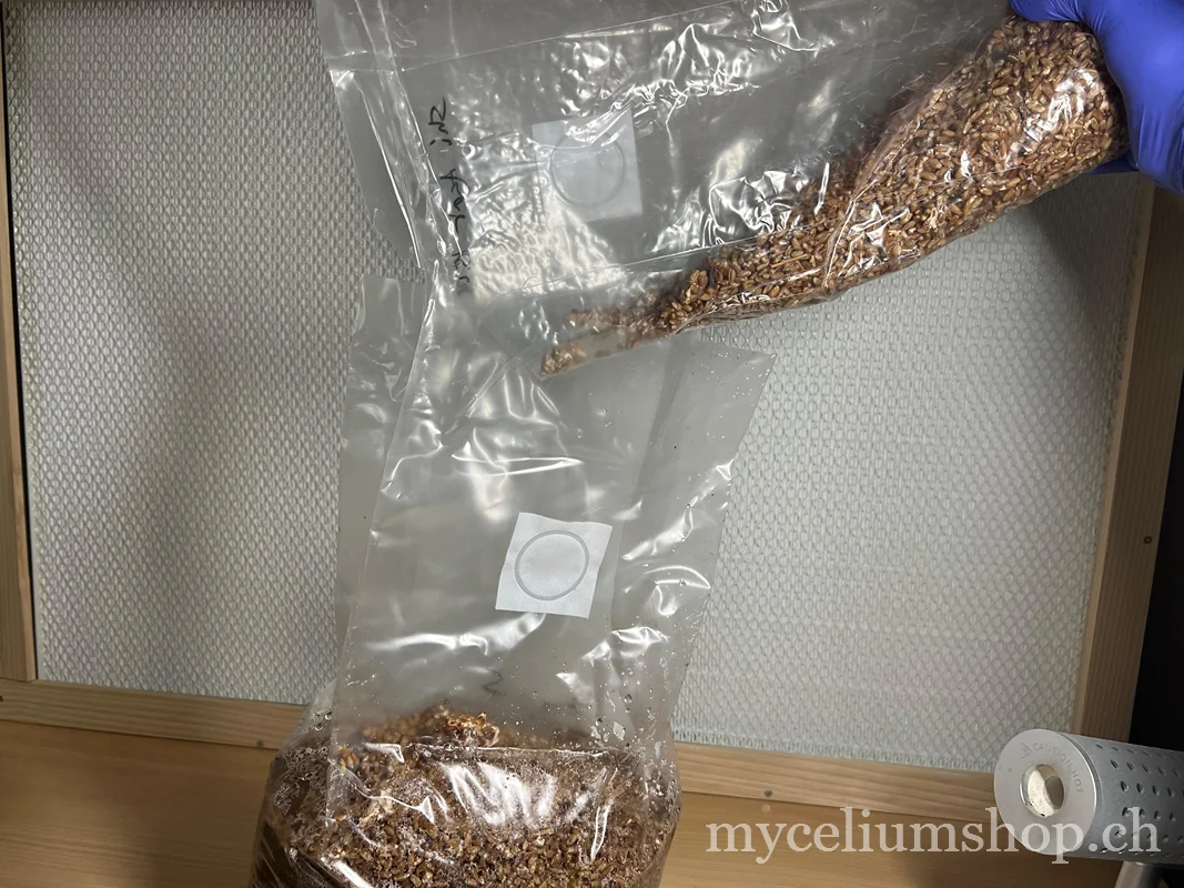 versement du grain spawn dans un sac de substrat sous hotte à flux laminaire