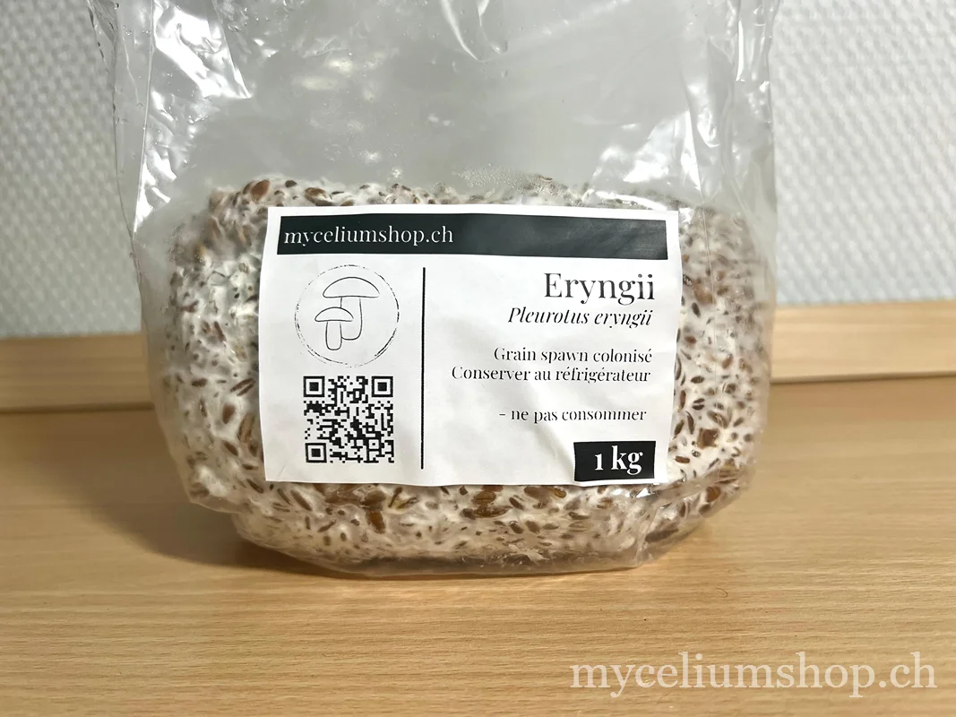 sac de grain spawn de pleurote eryngii colonisé par le mycélium blanc