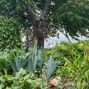 Poireaux et blettes cultivés en pied d'arbre fruitier, exemple de jardin nourricier en étages