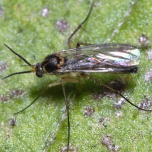 image de sciaride trouvée sur commons.wikimedia.org