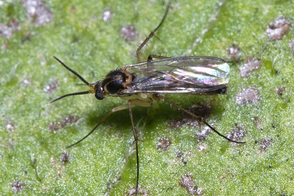 image de sciaride