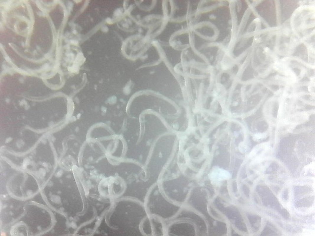 image de nématode