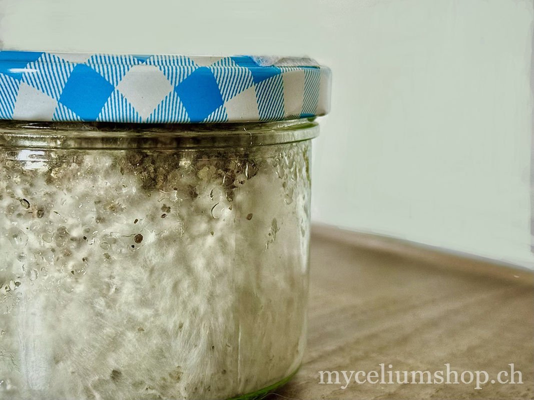 Bocaux PF Tek inoculation champignons mycélium