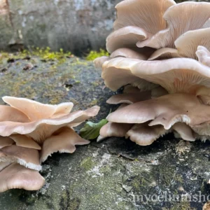 "Pleurotes grises poussant sur bois mort dans un coin ombragé du jardin