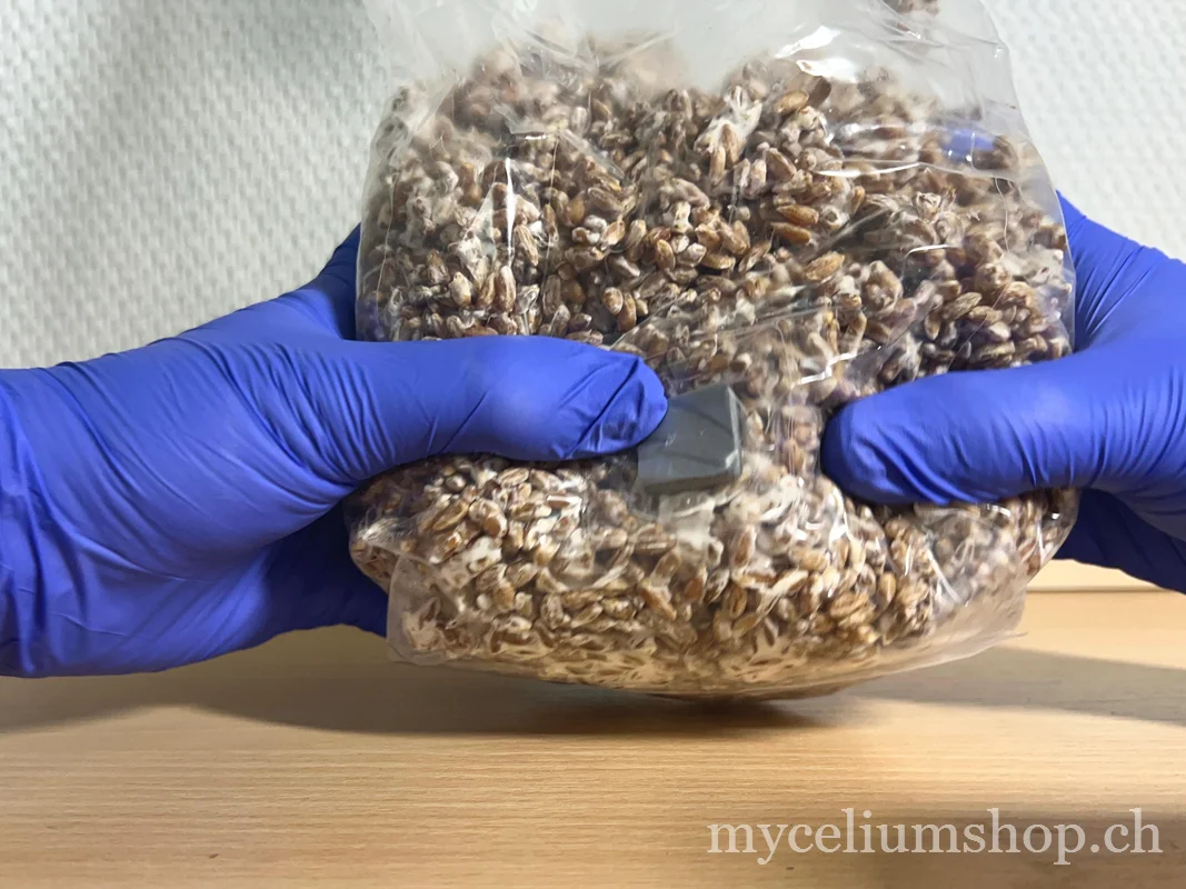 séparation des grains de grain spawn colonisé en malaxant le sac