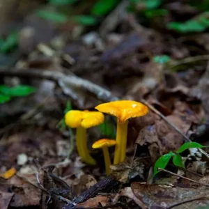 Champignons sauvages dans un écosystème forestier
