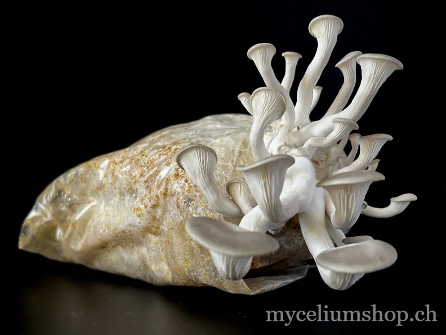 Pleurotes — champignons basidiomycètes cultivables à la maison
