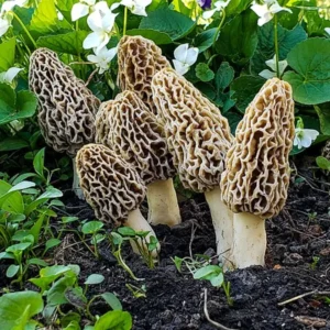 Morilles, exemples de champignons ascomycètes