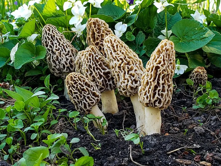 Morilles — champignons ascomycètes comestibles