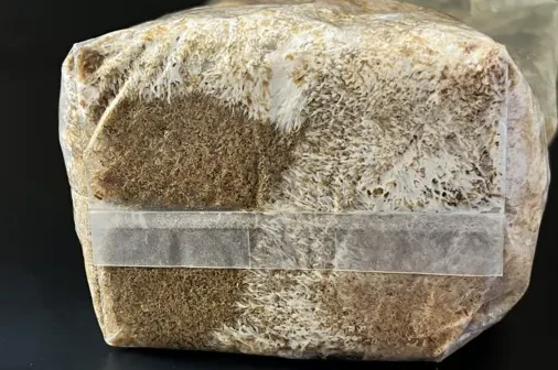Mycélium blanc colonisant une bûche en forêt