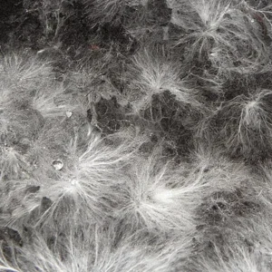 Filaments blancs du mycélium sur substrat de culture"
