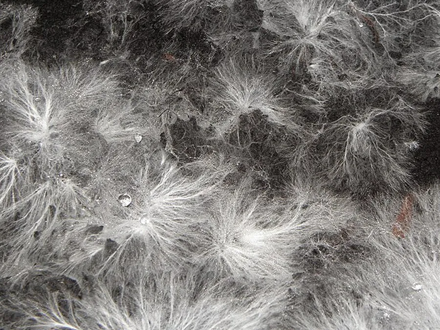 Filaments blancs du mycélium sur substrat de culture