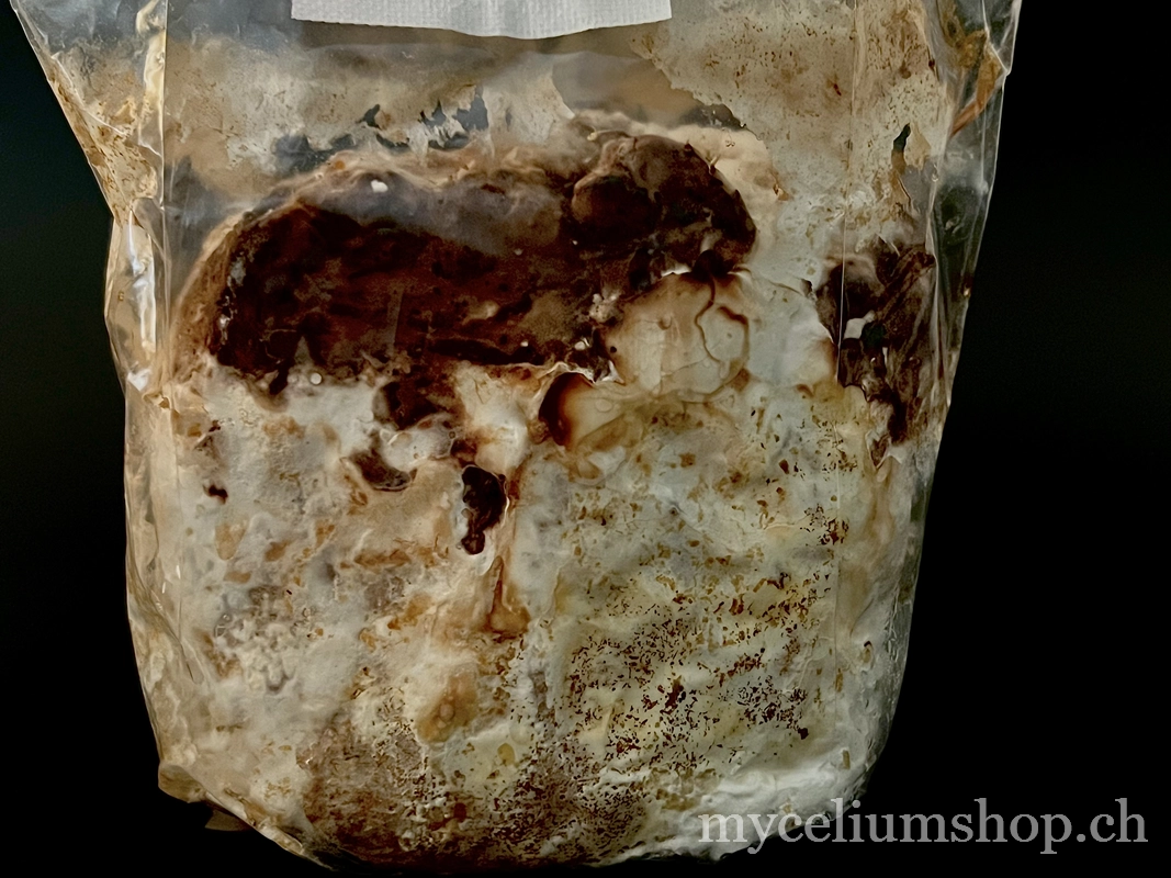 Bloc de shiitaké colonisé avec croûte brune prêt pour la fructification