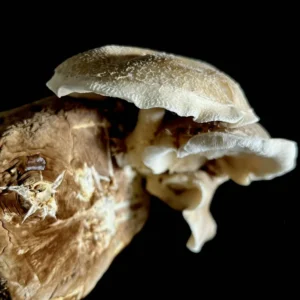 gros plan sur un shiitaké vu du dessus, prêt à être récolté