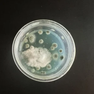 contamination d'une culture de mycélium sur agar .