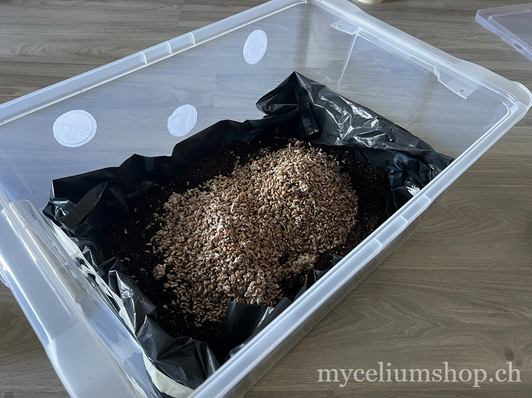 grain spawn avec mélange de subtrat cvg dans le monotub pour champignons
