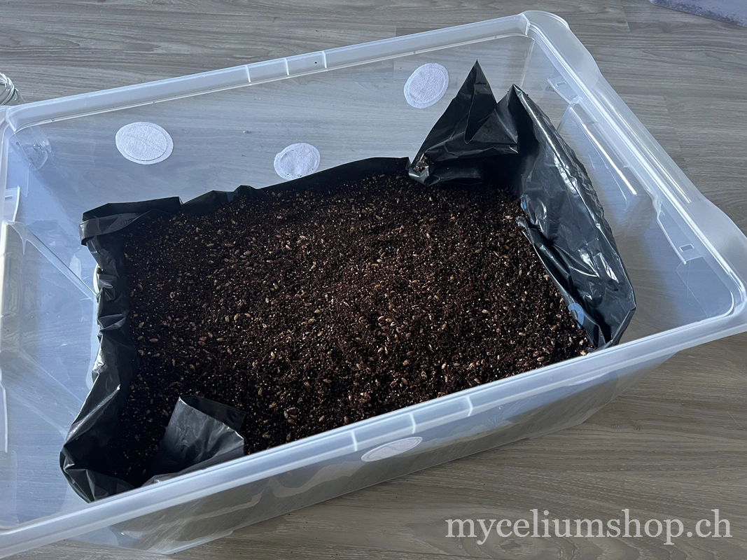 mélange de grain colonisé grainspawn mélangé avec coco vermiculite et gypse, prêt à aller en incubation