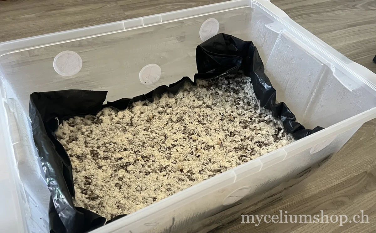 fructification monotub champignons primordia culture maison CVG