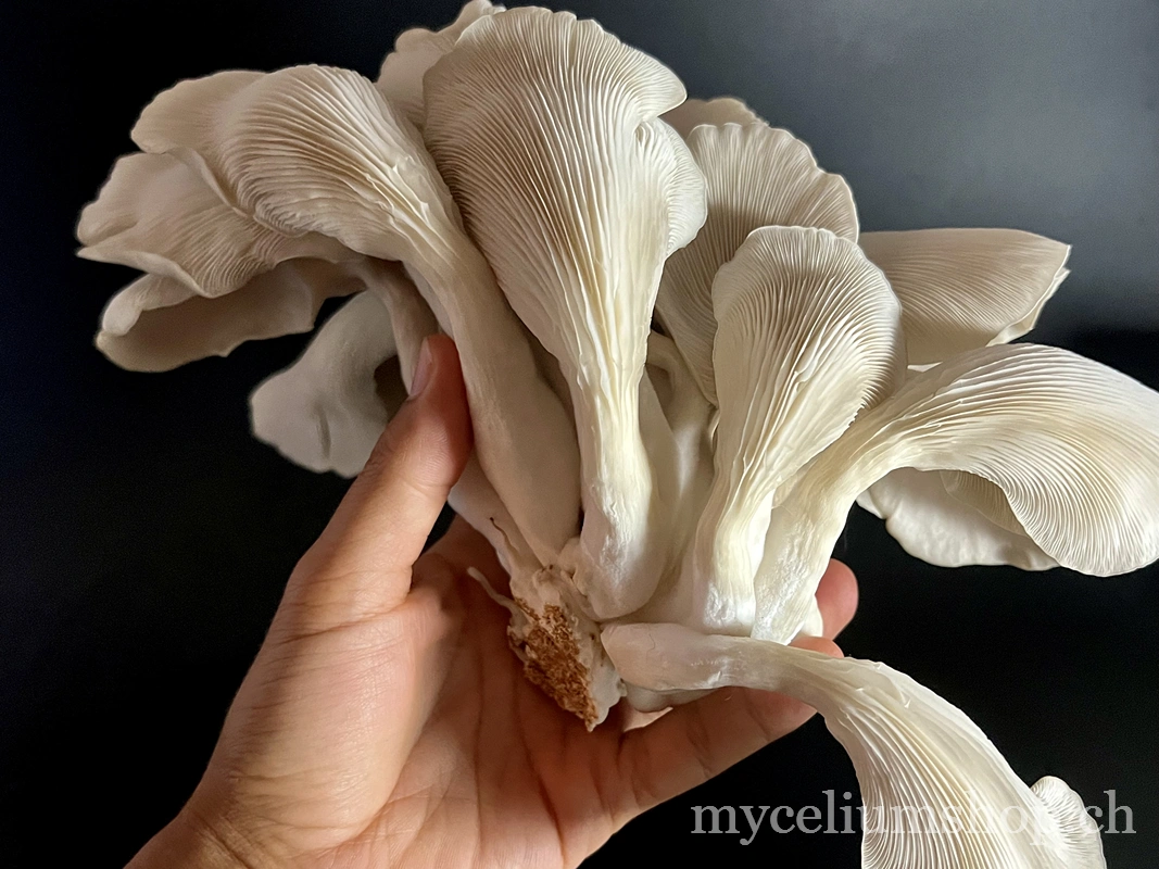 récolte de champignons cultivés à la maison — pleurotes fraîches prêtes à être récoltées