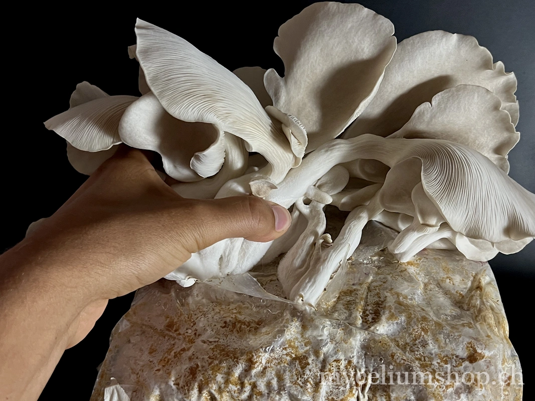 technique de récolte par torsion — champignons cultivés détachés proprement du substrat
