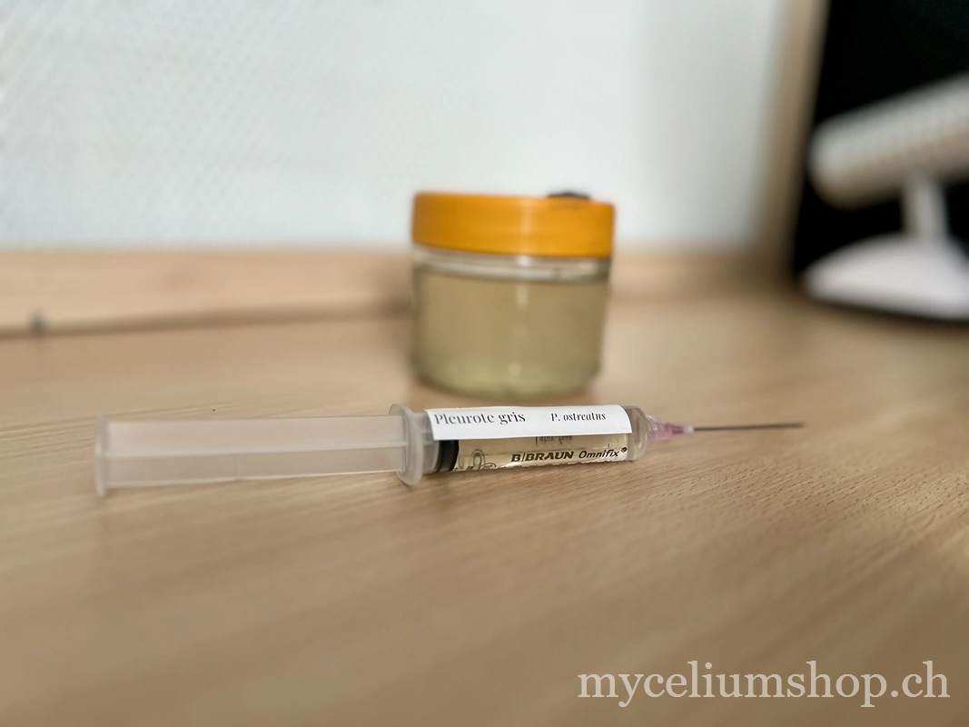 seringue de mycélium liquide de pleurote gris pret à l'emploi