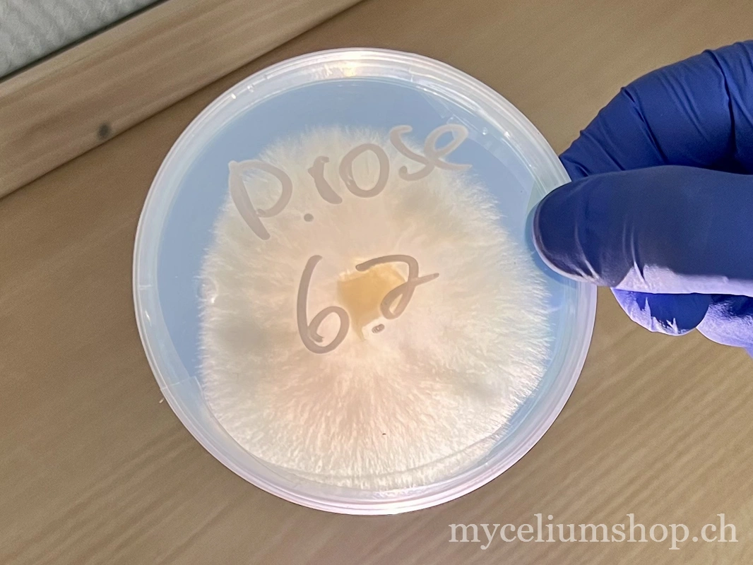 boîte de pétri, culture sur agar, mycélium pleurote rose colonisation saine