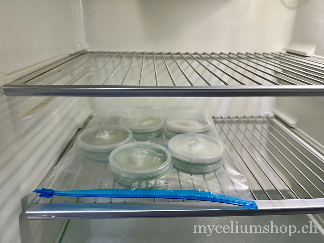 stockage des boîte de petri au refrigérateur