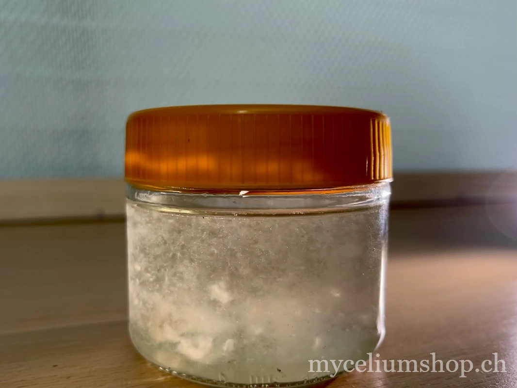 culture liquide de mycélium vigoureuse