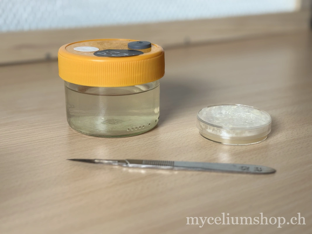 outils pour le transfert d'agar mycélium à la solution liquide