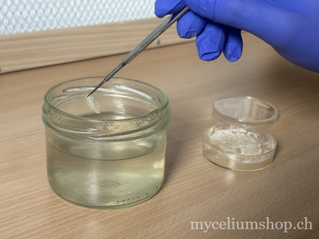 transfert d'un morceau de mycélium sur agar dans de la culture liquide