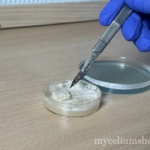 Prélèvement d'un fragment de mycélium au scalpel sur boîte de Petri gros plan