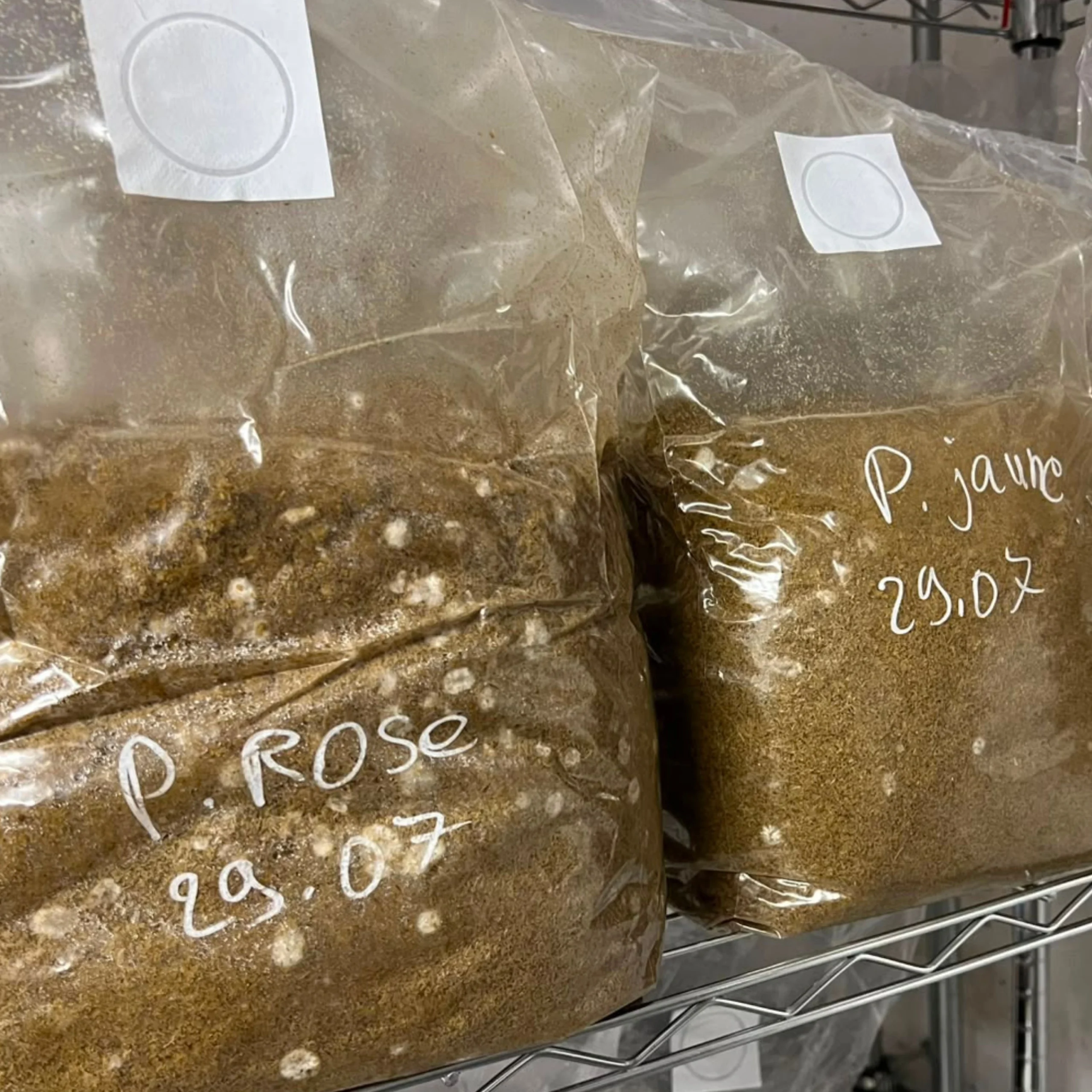 Début de colonisation par du mycélium sur substrat pellets de paille