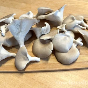Pleurotes blancs fraîchement récoltés sur planche à découper