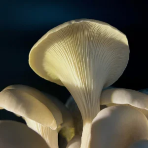 Vendre ses champignons en Suisse