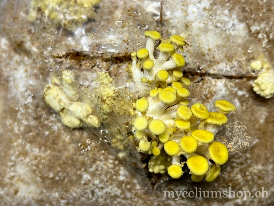 Développement des primordia de pleurote jaune (Pleurotus citrinopileatus)
