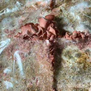 Jeune pousse de pleurote rose (Pleurotus djamor) en développement