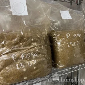 Gros plan sur la colonisation du mycélium en surface d'un sac de substrat
