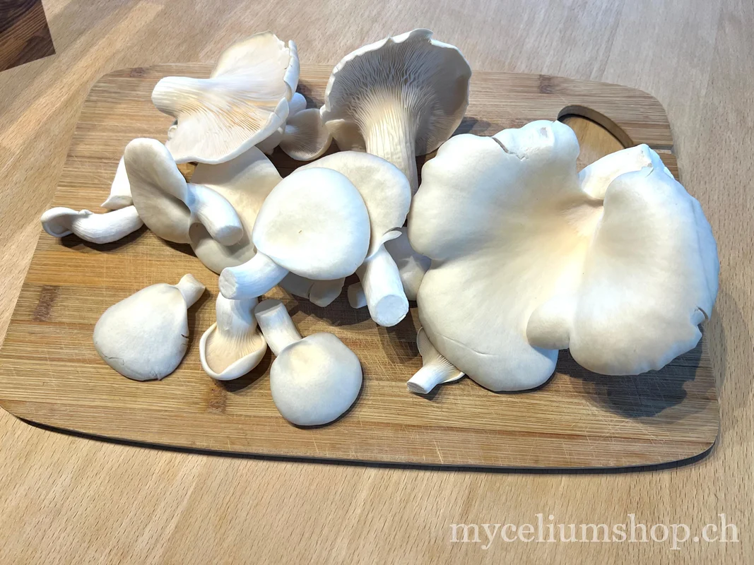 Pleurotes blancs frais posés sur une planche à découper en bois avant la cuisson