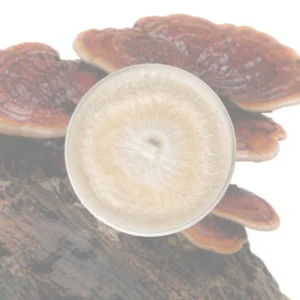 Mycélium sur agar de reishi (Ganoderma lucidum) en boîte de Petri