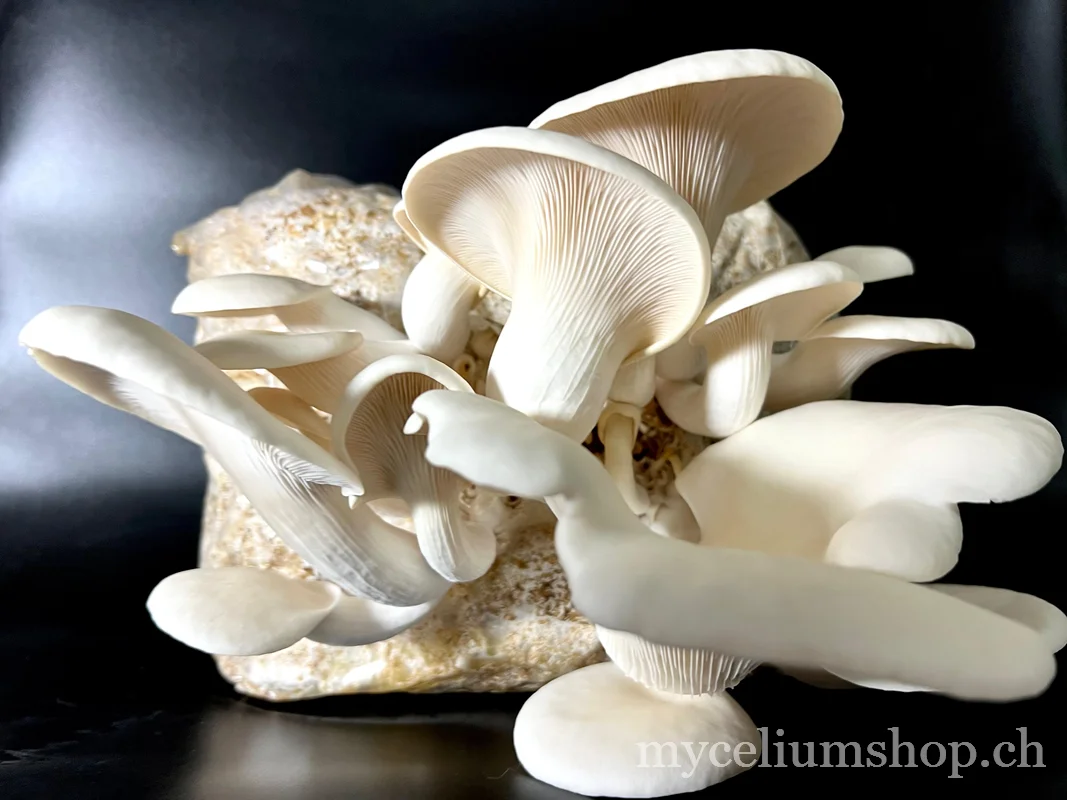 Dichtes Büschel Weisser Austernpilze Pleurotus florida auf einem kolonisierten Myzelblock