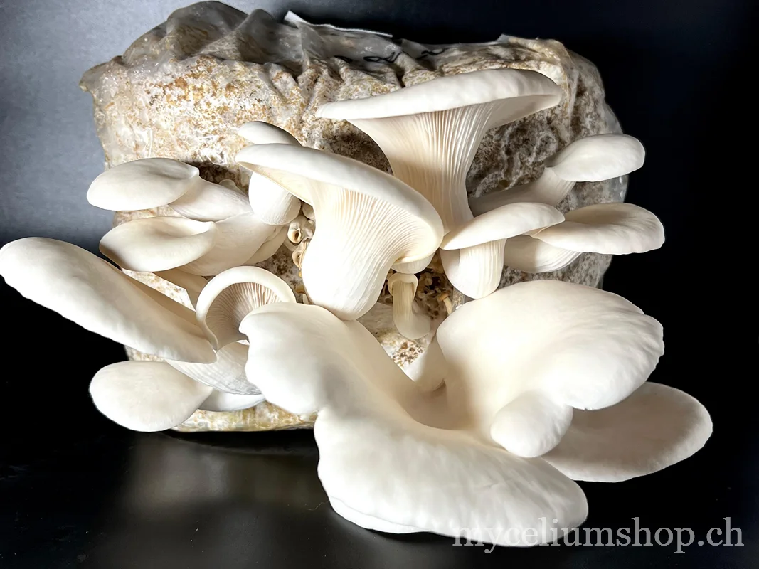 Büschel Weisser Austernpilze Pleurotus florida bei der Fruchtbildung auf einem Zuchtbeutel