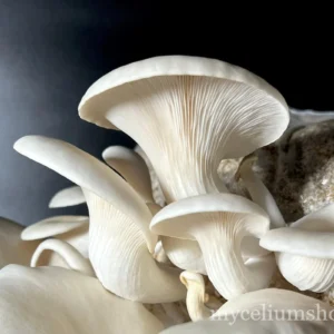 Chapeau de pleurote blanc Pleurotus florida avec ses lames, sur un bloc de substrat colonisé
